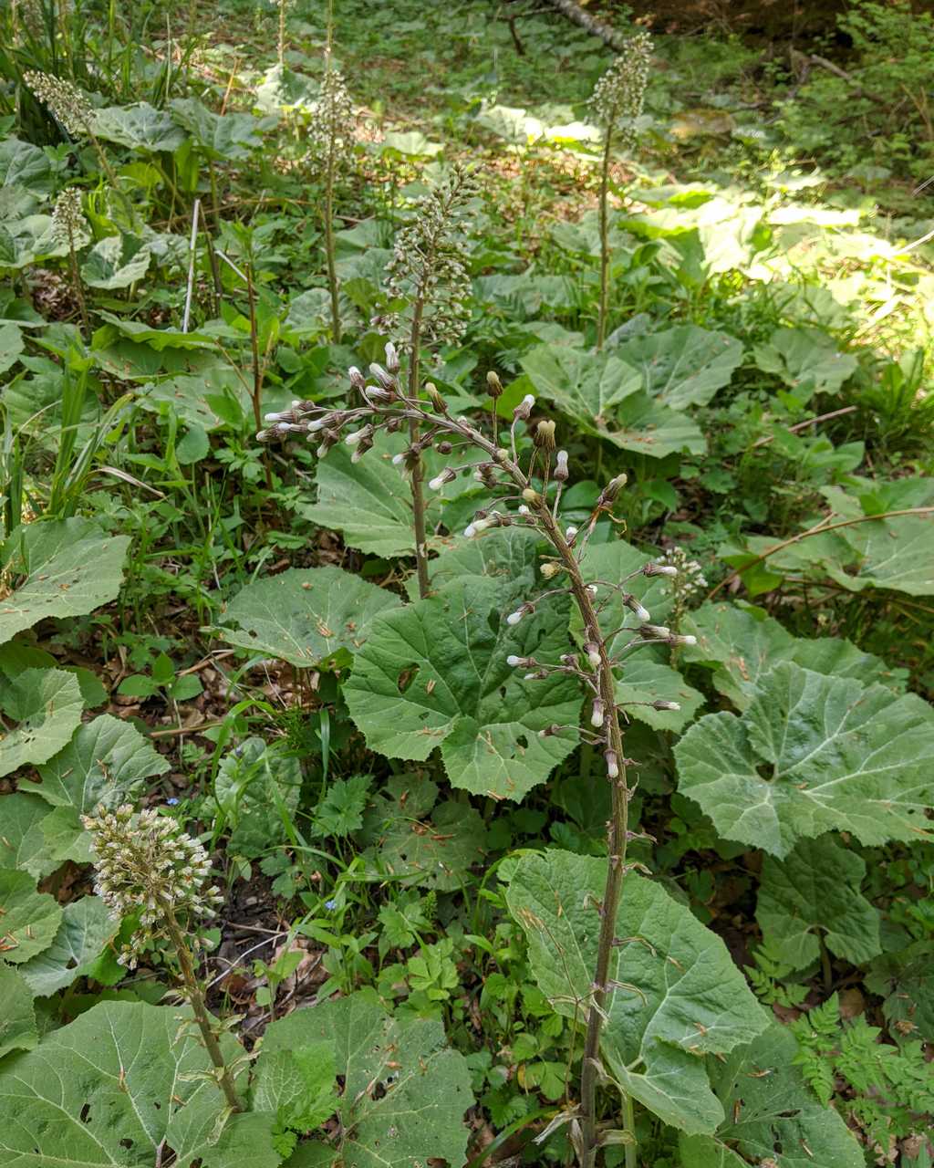 Petasites albus (Asteraceae)
